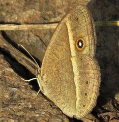 Brakefieldia perspicua perspicua