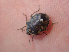 Holcogaster fibulata