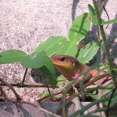 Eutropis multifasciata