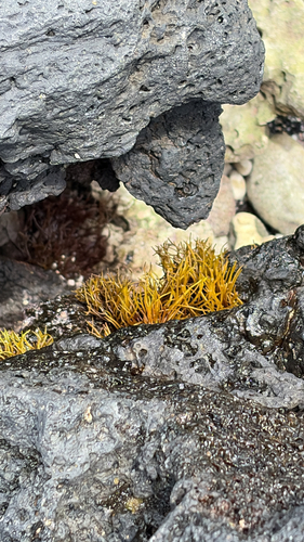 Ahnfeltiopsis observed 2026-06-18