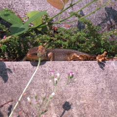 Eutropis multifasciata