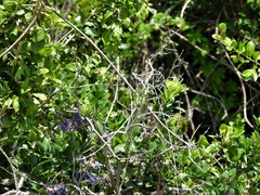 Memecylon umbellatum