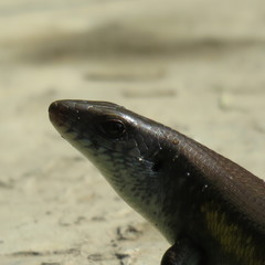 Eutropis multifasciata