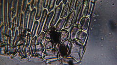 Stereodon subimponens