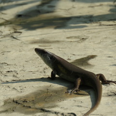 Eutropis multifasciata