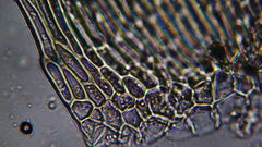 Stereodon subimponens