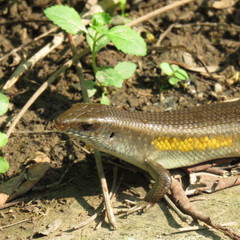 Eutropis multifasciata