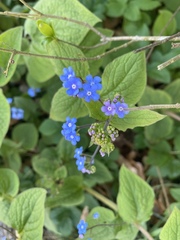 Brunnera macrophylla
