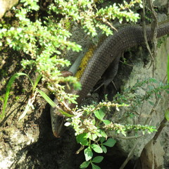 Eutropis multifasciata