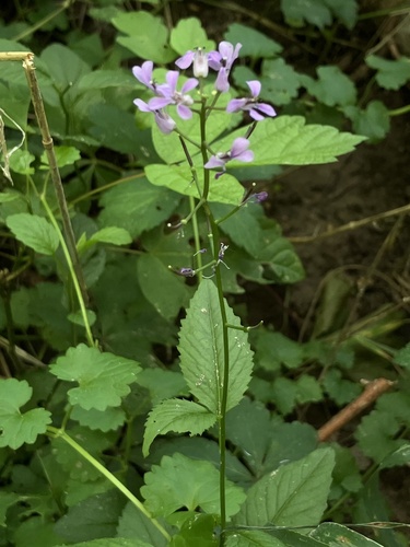 Iodanthus pinnatifidus, photograph 4