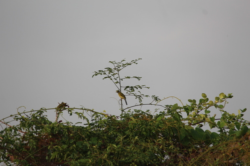 Grey-headed Bulbul (Microtarsus priocephalus), photo 7