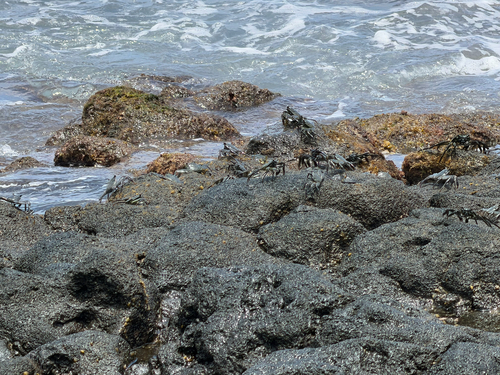 Thin-Shelled Rock Crab
