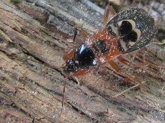 Prostemma hilgendorffi