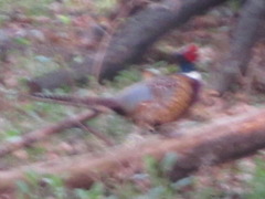 Phasianus colchicus karpowi