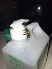 Apis dorsata breviligula