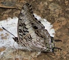 Charaxes achaemenes