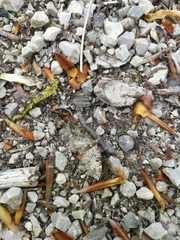 Eupithecia tantillaria