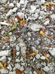 Eupithecia tantillaria