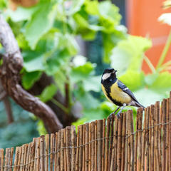 Parus major
