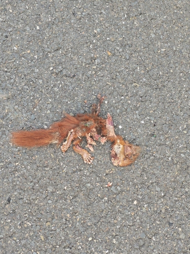Eurasian Red Squirrel