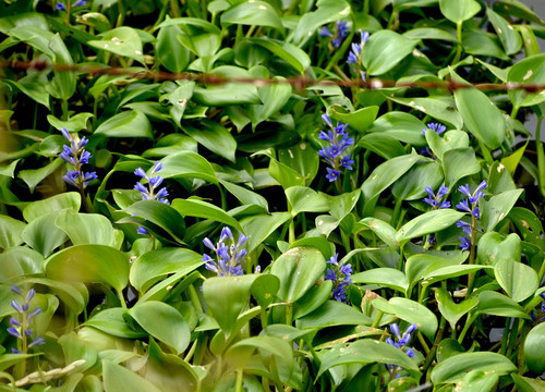 Pontederia cyanea observed 2026-04-23