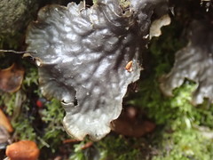 Peltigera dolichorhiza