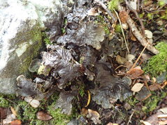 Peltigera dolichorhiza