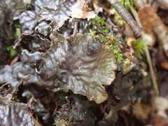 Peltigera dolichorhiza