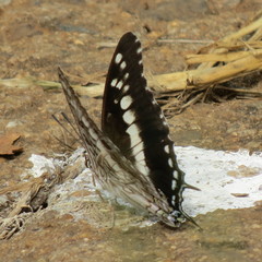 Charaxes achaemenes