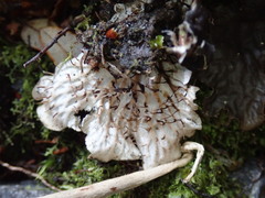 Peltigera dolichorhiza