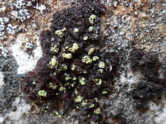 Arthrorhaphis alpina