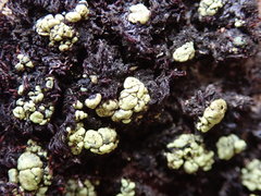 Arthrorhaphis alpina