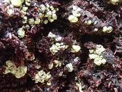 Arthrorhaphis alpina