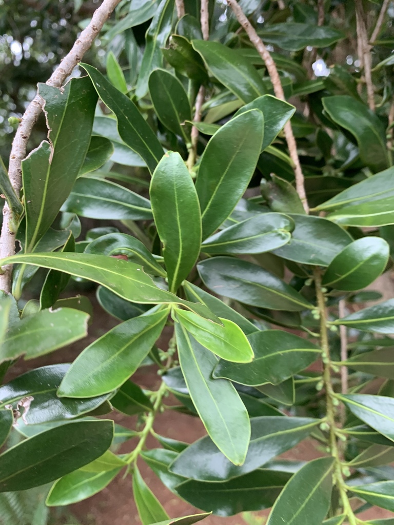 Kenya Greenheart