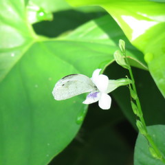 Leptosia nina