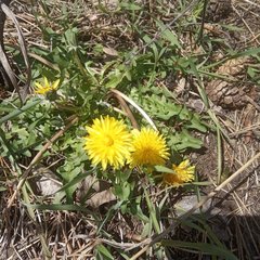 Taraxacum officinale