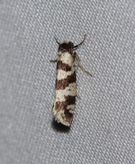 Lepidoscia characota