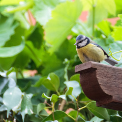 Cyanistes caeruleus