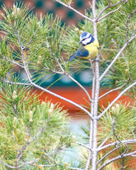 Cyanistes caeruleus