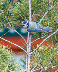 Cyanistes caeruleus