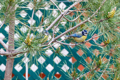 Cyanistes caeruleus
