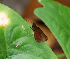 Ancistroides nigrita