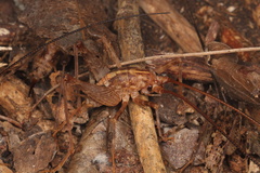 Pleioplectron simplex