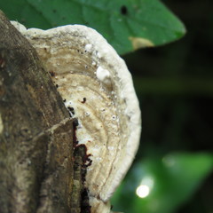 Polyporaceae