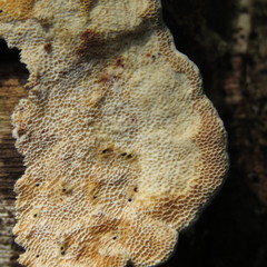 Polyporaceae