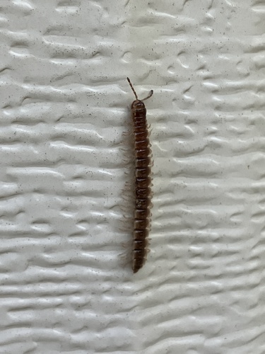 Greenhouse Millipede
