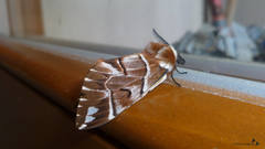 Endromis versicolora