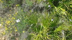 Chamaerops humilis