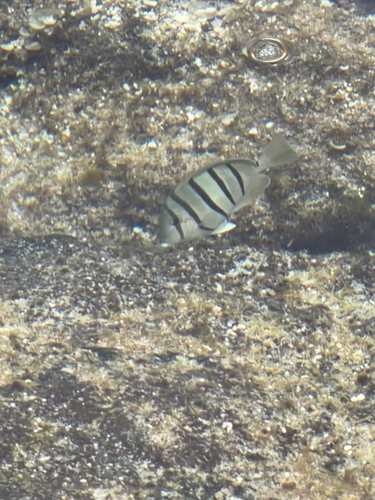 Hawaiian Convict Surgeonfish