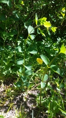 Baptisia sphaerocarpa